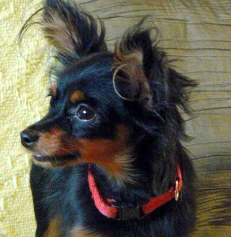 Rosyjski Toy Długowłosy